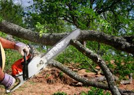 Best Palm Tree Trimming  in Walker, LA