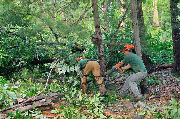 Best Fruit Tree Pruning  in Walker, LA